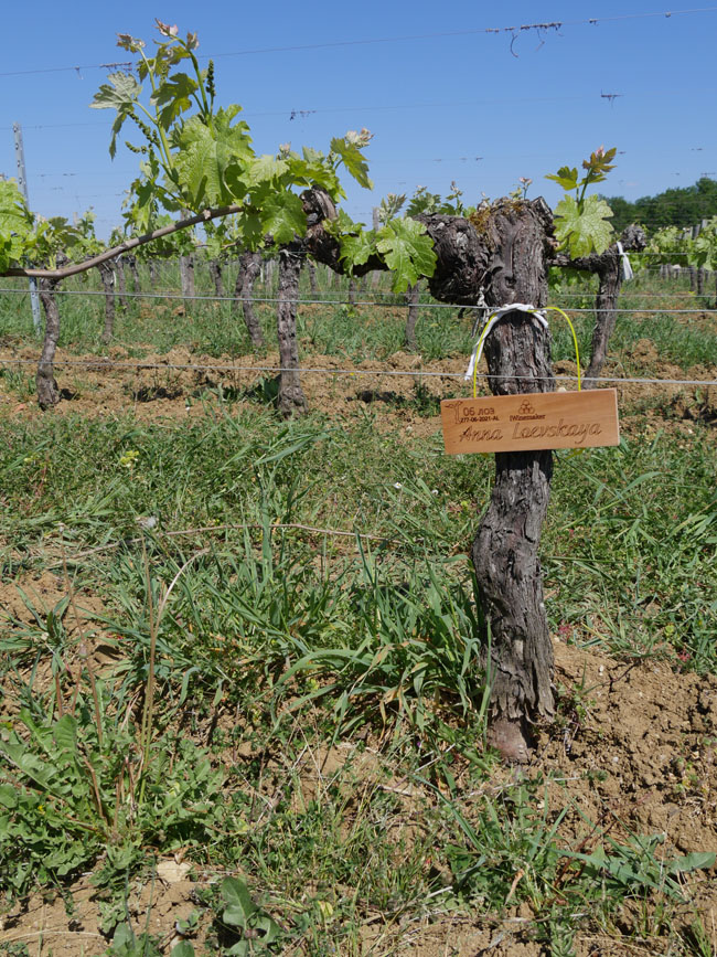 Виноградник на урожай